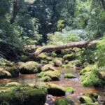Scientists find hundreds of unique species in Africa’s newest and most threatened ecoregion - Oxford Brookes University