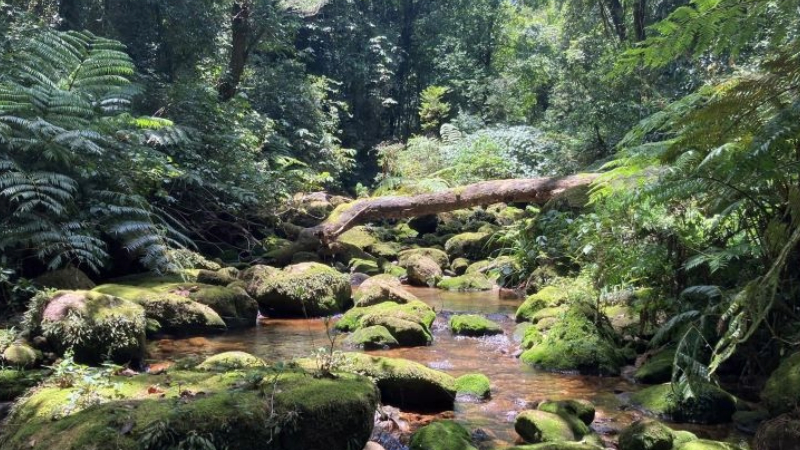 Scientists find hundreds of unique species in Africa’s newest and most threatened ecoregion - Oxford Brookes University