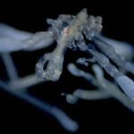 Researchers Identify Two New Sea Spider Species in the Salish Sea