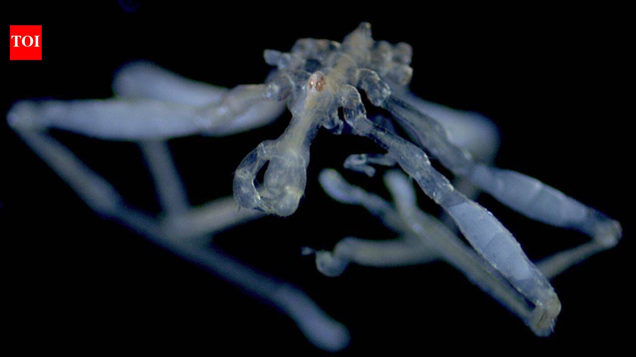 Researchers Identify Two New Sea Spider Species in the Salish Sea
