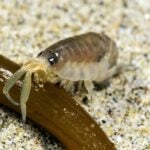 A sand hopper rests beside a strand of seaweed on a sandy beach. Credit: Nicholas Schooler