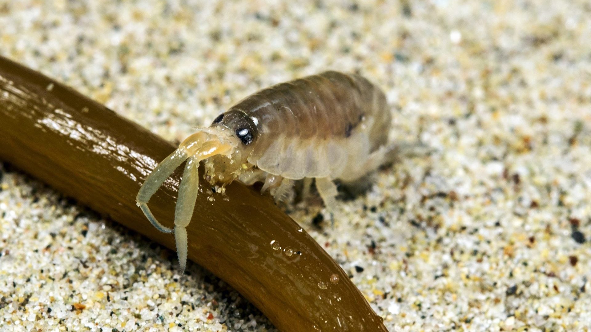 A sand hopper rests beside a strand of seaweed on a sandy beach. Credit: Nicholas Schooler