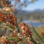 Scientists Name New Genus of Australian Plant Bugs After Taylor Swift