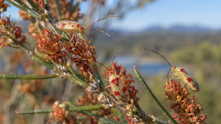 Scientists Name New Genus of Australian Plant Bugs After Taylor Swift