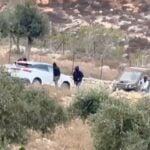 Critics say hold Israel to account amid surge in olive harvest attacks