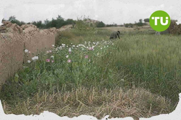 Afghanistan opium production jumps fivefold as farmers find ways round Taliban ban