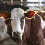 Defra Records Record 2,201 Bluetongue Cases on British Farms