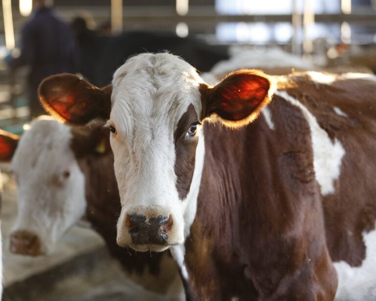 Defra Records Record 2,201 Bluetongue Cases on British Farms