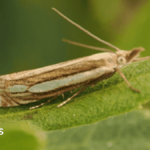 A Bog Grass Moth sits on a leaf. It's a brown moth, with its antennae in the air