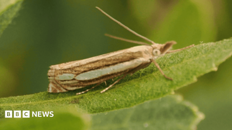 A Bog Grass Moth sits on a leaf. It's a brown moth, with its antennae in the air