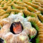 Researchers Use Reef Soundscapes to Boost Coral Larvae Settlement