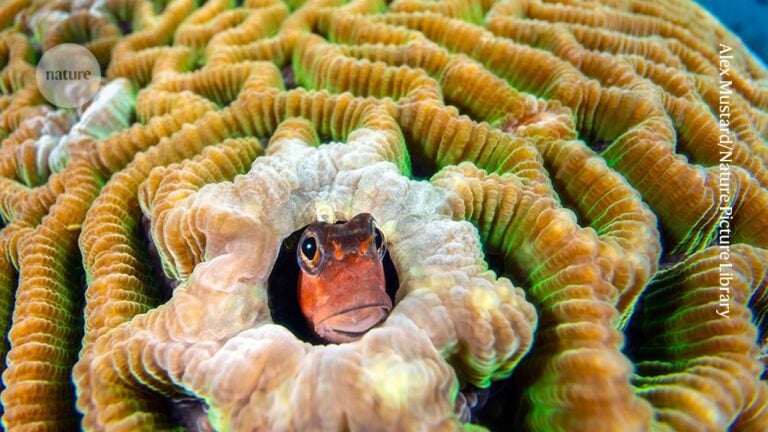 Researchers Use Reef Soundscapes to Boost Coral Larvae Settlement