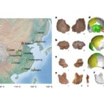 Chinese Academy of Sciences Identifies Denisovans via Protein Analysis