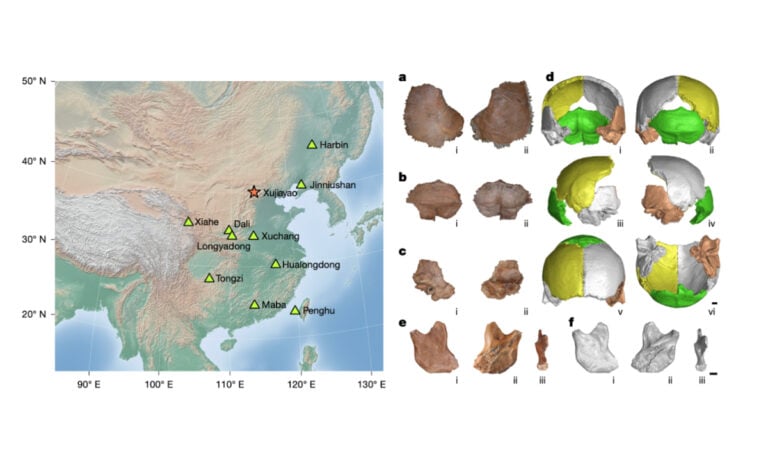 Chinese Academy of Sciences Identifies Denisovans via Protein Analysis