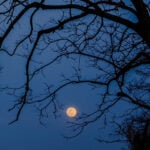 A full Moon is framed by the branches of a pecan tree on March 13, 2025, just outside of New Orleans, Louisiana