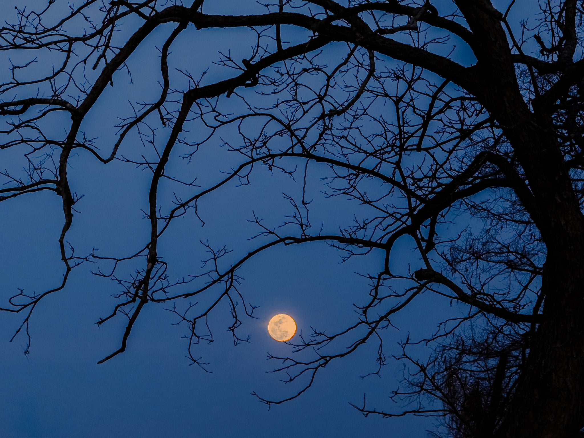 A full Moon is framed by the branches of a pecan tree on March 13, 2025, just outside of New Orleans, Louisiana