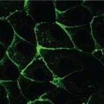 Whitehead Researchers Recreate Planar Cell Polarity in Engineered Epithelial Cells
