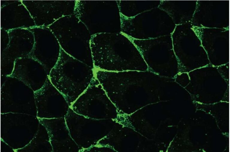 Whitehead Researchers Recreate Planar Cell Polarity in Engineered Epithelial Cells