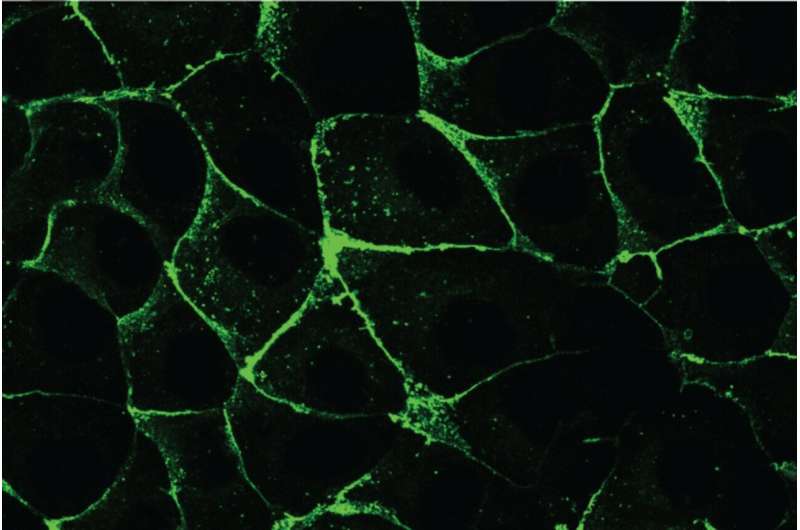Whitehead Researchers Recreate Planar Cell Polarity in Engineered Epithelial Cells