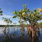 Global Mangrove Cover Is Growing but Old-Growth Losses Remain a Threat