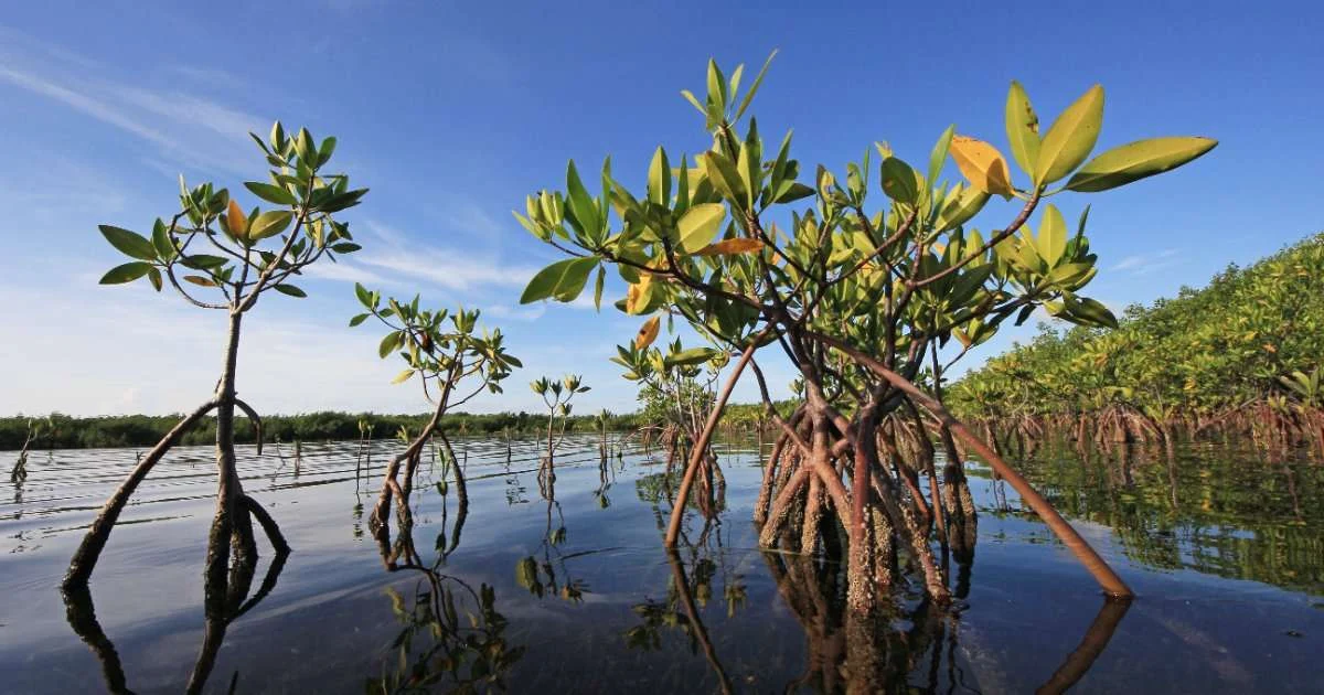 Global Mangrove Cover Is Growing but Old-Growth Losses Remain a Threat