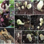 Researchers in southwestern China discovered a nearly 5-pound fungus so unique it required a new family
