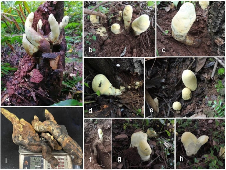 Researchers in southwestern China discovered a nearly 5-pound fungus so unique it required a new family