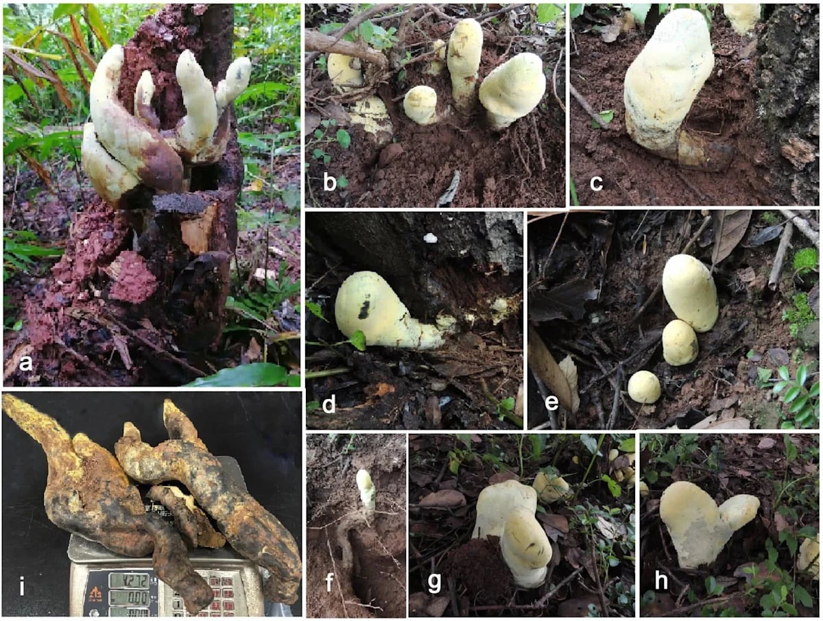 Researchers in southwestern China discovered a nearly 5-pound fungus so unique it required a new family