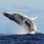 Humpback whales off eastern Australia reach nearly their full adult length years earlier than expected. Credit: Shutterstock