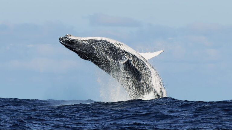 Humpback whales off eastern Australia reach nearly their full adult length years earlier than expected. Credit: Shutterstock