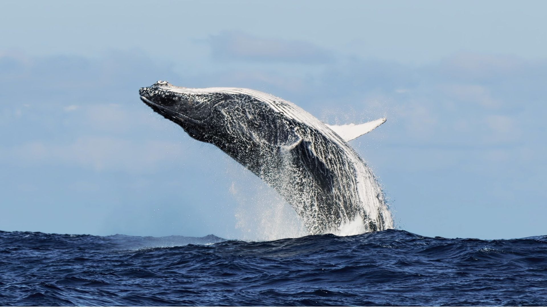 Humpback whales off eastern Australia reach nearly their full adult length years earlier than expected. Credit: Shutterstock