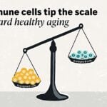 Researchers Map Immune Cells to Reveal Biological Aging Trajectories