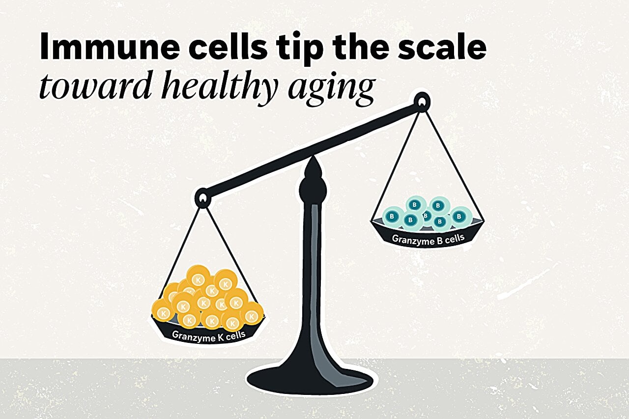 Researchers Map Immune Cells to Reveal Biological Aging Trajectories